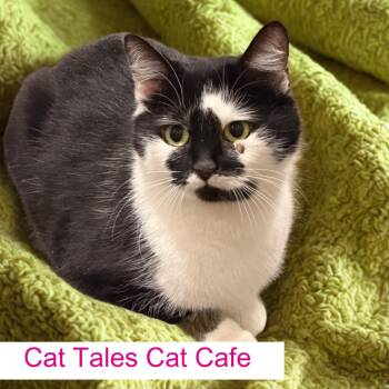 Domestic Short Hair Cats Available for Adoption - Missy Mittens | PetCurious