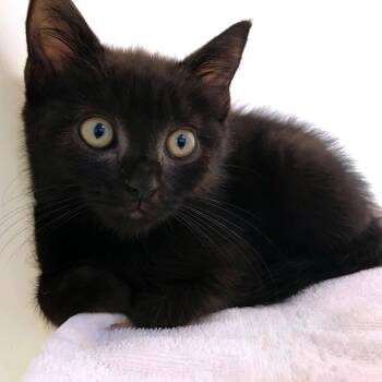 Rody -  Domestic Short Hair Cat for Adoption in Harrisonburg, Virginia - Rody | PetCurious