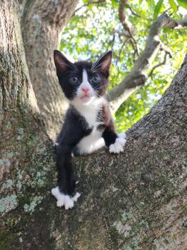 Tuxedo Cats Available for Adoption in Sunrise, Florida - Rhythm  | PetCurious