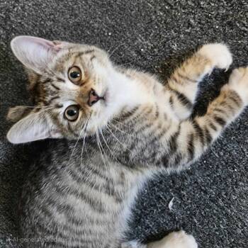 Rescue Domestic Short Hair Cats for Adoption in Plainfield, Illinois - Gia | PetCurious