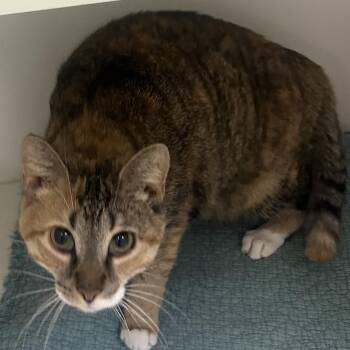 Domestic Short Hair Cats Available for Adoption in Philadelphia, Pennsylvania - Stevie | PetCurious