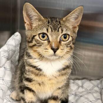 Elizabeth -  Domestic Short Hair Cat for Adoption in East Hanover, New Jersey - Elizabeth | PetCurious