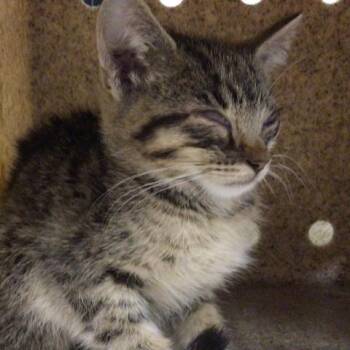 Domestic Short Hair Cats Available for Adoption in Riverside, California - CHAMP | PetCurious