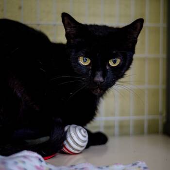 Rescue Domestic Short Hair Cats for Adoption in St. Petersburg, Florida - Toothless | PetCurious