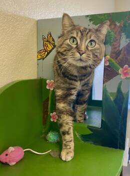 Domestic Short Hair and Torbie Cats Available for Adoption in Fargo, North Dakota - Tomasina | PetCurious