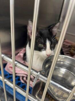 Humpty Dumpty -  Domestic Short Hair Cat for Adoption in Jackson, Louisiana - Humpty Dumpty | PetCurious