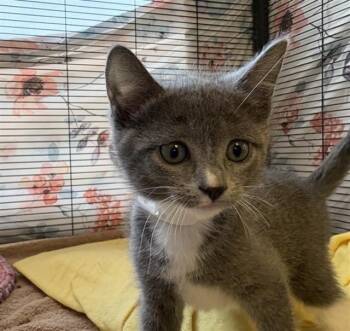 PAMPAS -  Domestic Short Hair Cat Available for Adoption in Rancho Cucamonga, California - PAMPAS | PetCurious