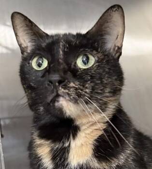 Peaches -  Domestic Short Hair Cat for Adoption in Venice, Florida - Peaches | PetCurious