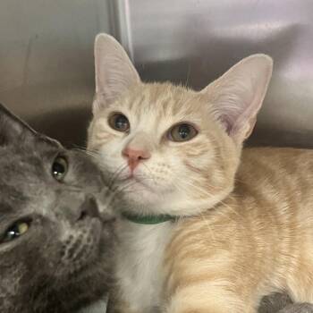 Colgate -  Domestic Short Hair Cat for Adoption in East Hanover, New Jersey - Colgate | PetCurious