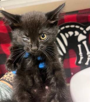 Domestic Short Hair Cats Available for Adoption in Riverside, California - NIGHT CRAWLER | PetCurious