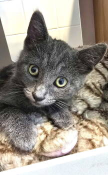Rescue Domestic Short Hair Cats for Adoption in Seal Beach, California - Kitten Quiver | PetCurious