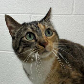 Cleo Cat Ra -  Domestic Short Hair Cat for Adoption in Corpus Christi, Texas - Cleo Cat Ra | PetCurious