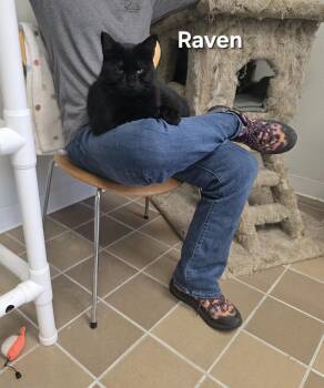 Raven -  Domestic Short Hair Cat for Adoption in Temple, Pennsylvania - Raven | PetCurious