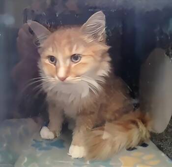A457278 -  Domestic Medium Hair Cat for Adoption in Nashville, Tennessee - A457278 | PetCurious