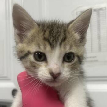 Patchwork -  Domestic Short Hair Cat Available for Adoption in Greenville, South Carolina - Patchwork | PetCurious