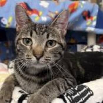 Mia -  Domestic Short Hair Cat for Adoption in Lansing, Michigan - Mia | PetCurious