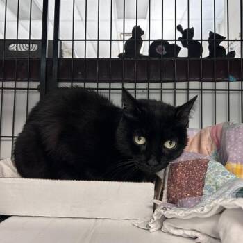 Darla -  Domestic Short Hair Cat for Adoption in Davenport, Iowa - Darla | PetCurious