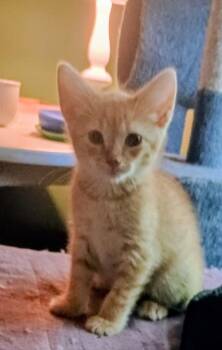 Hilly26 -  Domestic Medium Hair Cat for Adoption in Youngsville, North Carolina - Hilly26 | PetCurious