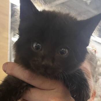 Sal -  Domestic Short Hair Cat for Adoption in Sioux Falls, South Dakota - Sal | PetCurious