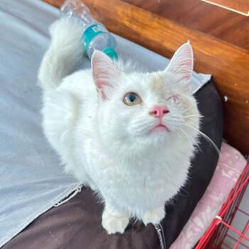 Leo - 1 Eye kitten -  Maine Coon Cat for Adoption in Brampton, Ontario - Leo - 1 Eye Kitten | PetCurious