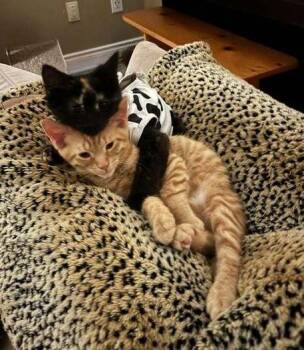 Jeremy & Hansen - Male & Female -  Domestic Medium Hair and Domestic Short Hair Cat Available for Adoption in Mississauga, Ontario - Jeremy & Hansen - Male & Female | PetCurious