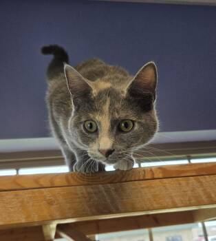 Michelley-Ellie -  Domestic Short Hair Cat for Adoption in Brookings, South Dakota - Michelley-Ellie | PetCurious