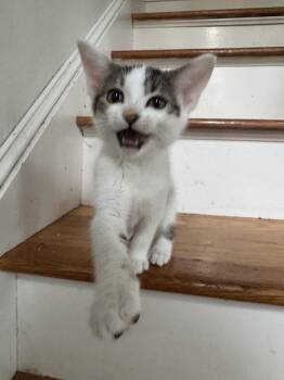 Nancy -  Domestic Short Hair Cat for Adoption in Melrose, Massachusetts - Nancy | PetCurious