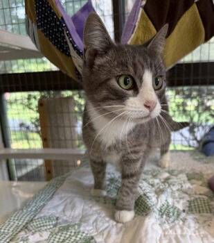 Helen -  Domestic Short Hair Cat for Adoption in Midland, Virginia - Helen | PetCurious