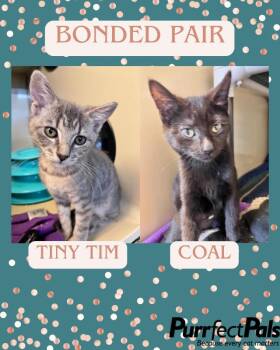 Domestic Short Hair Cats Available for Adoption - Tiny Tim K8 | PetCurious