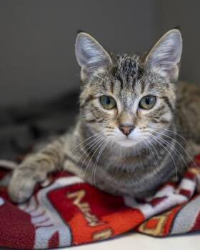 Brielle -  Domestic Short Hair Cat for Adoption in Pequot Lakes, Minnesota - Brielle | PetCurious