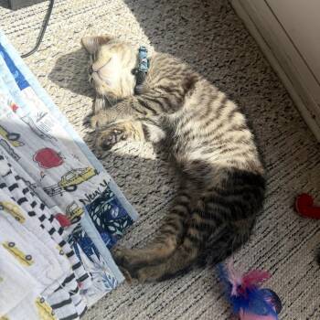 Rocky Raccoon -  Domestic Short Hair Cat for Adoption in Charlotte, North Carolina - Rocky Raccoon | PetCurious