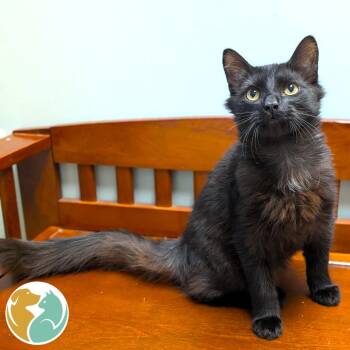 Turtle -  Domestic Short Hair Cat for Adoption in Toledo, Ohio - Turtle | PetCurious