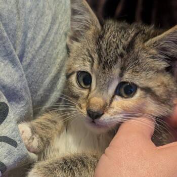 Honeydew -  Domestic Short Hair Cat for Adoption in Jefferson City, Tennessee - Honeydew | PetCurious