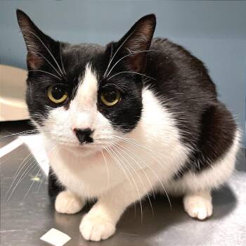 Domestic Short Hair Cats Available for Adoption - Macaroni Bobette | PetCurious