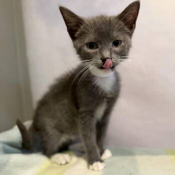 Tax season gray -  Domestic Short Hair Cat for Adoption in Fredericksburg, Virginia - Tax Season Gray | PetCurious