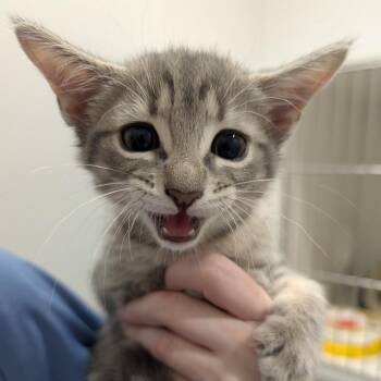 Honeydew -  Domestic Short Hair Cat for Adoption in Winston-salem, North Carolina - Honeydew | PetCurious