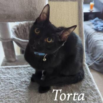 Torta -  Domestic Short Hair Cat for Adoption in Prosper, Texas - Torta | PetCurious