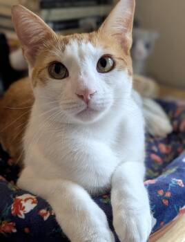 Domestic Short Hair and Siamese Cats Available for Adoption - FRANCISCO - Best Cat Ever! | PetCurious