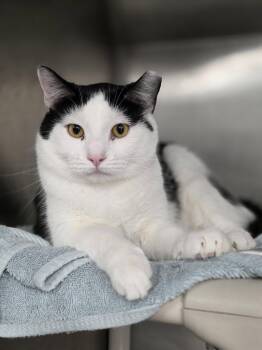 Kasey -  Domestic Short Hair Cat for Adoption in Shelby, Michigan - Kasey | PetCurious