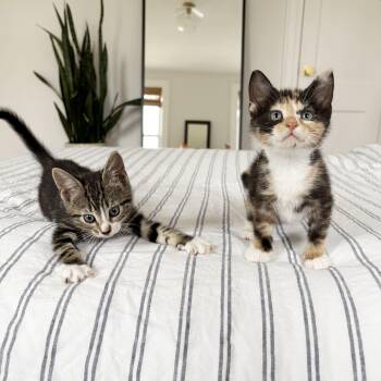 Domestic Short Hair Cats Available for Adoption - Flan + Pastelita | PetCurious