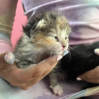 Domestic Short Hair Cats Available for Adoption in Salt Lake City, Utah - Schnapps | PetCurious