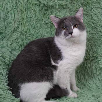 Domestic Short Hair Cats Available for Adoption in Wheaton, Illinois - Thomas | PetCurious