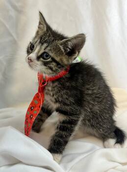 Domestic Short Hair Cats Available for Adoption in Margate, Florida - MANEKE | PetCurious