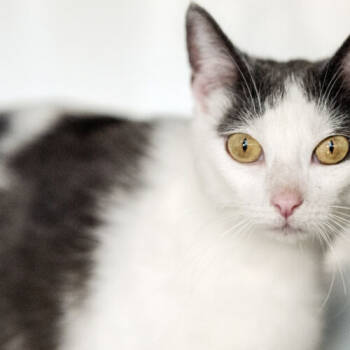 Rescue Domestic Short Hair Cats for Adoption in Chapel Hill, North Carolina - Nova | PetCurious