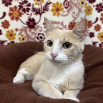 Rescue Domestic Short Hair Cats for Adoption in Riverwoods, Illinois - Raven | PetCurious