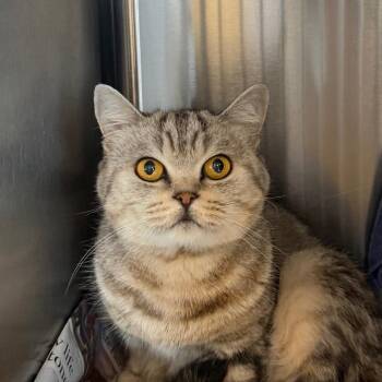 Majesty -  Domestic Short Hair Cat for Adoption in Dover, New Hampshire - Majesty | PetCurious