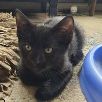 Rescue Domestic Short Hair Cats for Adoption in Lyle, Minnesota - Plum | PetCurious