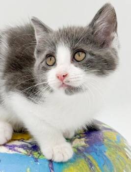Turkish Van and Russian Blue Cats Available for Adoption in Bedford Hills, New York - Matthew Is A Mushball In Kitten Form | PetCurious