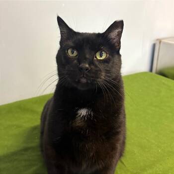 Shadow -  Domestic Short Hair Cat for Adoption in Fort Lauderdale, Florida - Shadow | PetCurious