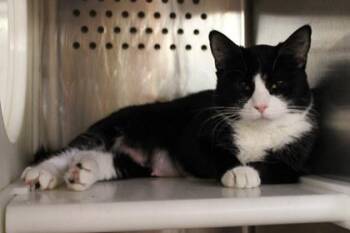 Domestic Short Hair Cats Available for Adoption in Kansas City, Missouri - Bakeress | PetCurious